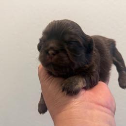 Lucky - Liver male Shih Tzu puppy in Bakersfield, California from Little pumpkin Shih Tzu’s