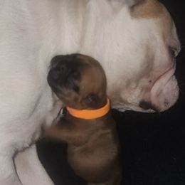 French Bulldog Puppies from Ma Chérie French Bulldogs