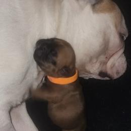 French Bulldog Puppies from Ma Chérie French Bulldogs