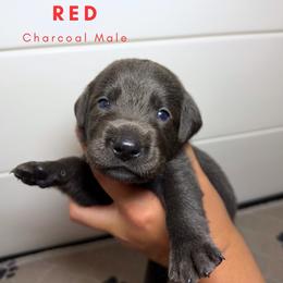 Red - Charcoal male Dilute Retriever puppy in Dover, Delaware from Virdin’s Silver Labs