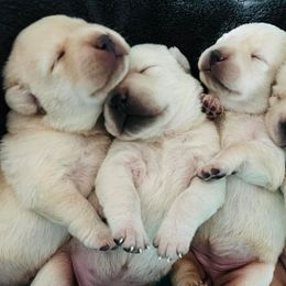 Labrador Retrievers from Foster’s Labs