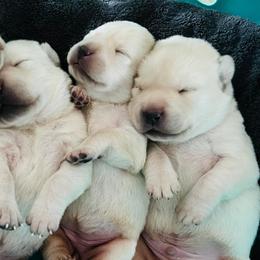 Labrador Retrievers from Foster’s Labs