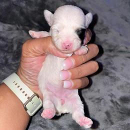 Girl 2 - Parti female Yorkshire Terrier puppy in Richland County, South Carolina from Nesha's Pawrific Tails