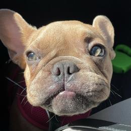 French Bulldogs from Chanelica’s Frenchies