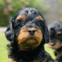 Cavalier King Charles Spaniels and Cavapoos from Camelback Cavaliers