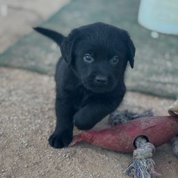Jesse - Black male Labrador Retriever puppy in Mesa, Arizona from Merakxel Kennels