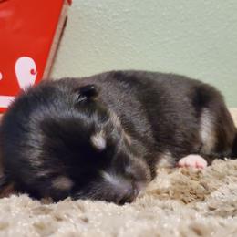 Rook - Black and white Alaskan Malamute puppy in Monmouth, Oregon from Corvus Canines