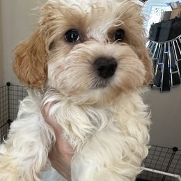 Havanese Puppies from Havanese Loves