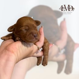 Captain - Golden male Cockapoo puppy in 77304, Texas from Little Valley Puppies