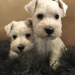 Miniature Schnauzer Puppies from Rivertree Miniature Schnauzers