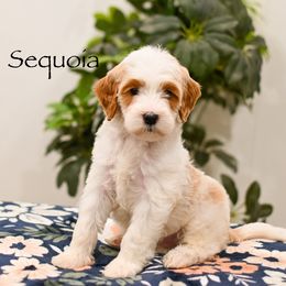 Sequoia - Parti female Goldendoodle puppy in Tucson, Arizona from Sun Valley Goldendoodles