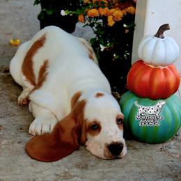 Salmon - Red and white male Basset Hound puppy in Pollock, Missouri from Northstar