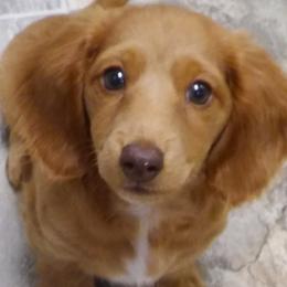Dachshunds from Camdox