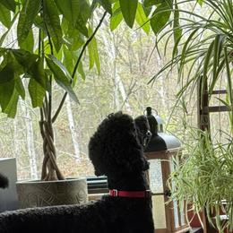 Noah - Poodle