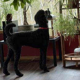 Noah - Poodle
