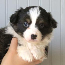 Lark (Piper) - Blue female Pembroke Welsh Corgi puppy in Fayetteville, Arkansas from Intergalactic Corgis