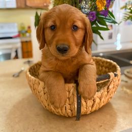 Golden Retriever Puppies from Red Prairie Retrievers