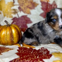Blue Merle male - Blue merle Miniature Australian Shepherd puppy in Buchanan, Georgia from Stanleyville Farm Mini Aussies