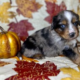 Blue Merle male - Blue merle Miniature Australian Shepherd puppy in Buchanan, Georgia from Stanleyville Farm Mini Aussies