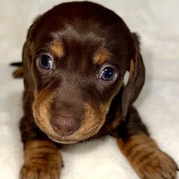 Girl 1 - Chocolate and tan female Dachshund puppy in Fredonia, Arizona from Desert Horizon Dachshunds