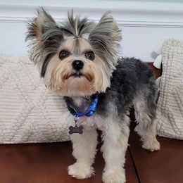 Archie - Yorkshire Terrier