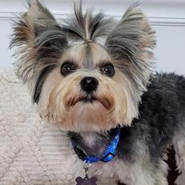 Archie - Yorkshire Terrier