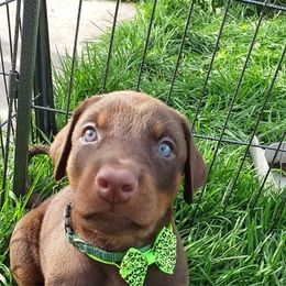 Doberman Pinscher Puppies from Emerald Eire Dobermanns