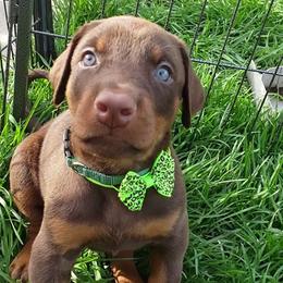 Doberman Pinscher Puppies from Emerald Eire Dobermanns