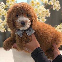 Fire fly - Red  male Goldendoodle puppy in Yuciapa, California from AlltheDoodlez_