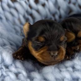 Yorkshire Terriers from Blueberry Brook