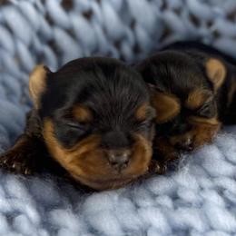 Yorkshire Terriers from Blueberry Brook