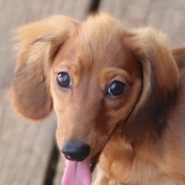 Annaliese - Red female Dachshund puppy in Azle, Texas from American Dachshunds