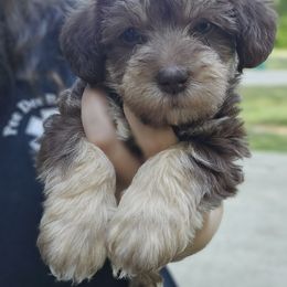 Goldendoodle, Old English Sheepdog, Poodle, Schnoodle, and Sheepadoodle Puppies from For the LOVE of Poodles and Doodles