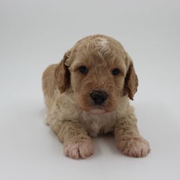 Aurora - Gold female Australian Cobberdog puppy in Bellingham, Minnesota from Whispering Prairie Australian Cobberdog