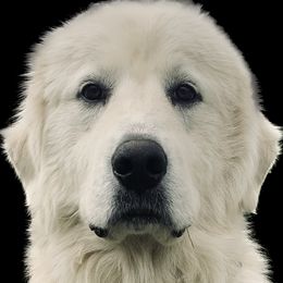 Great Pyrenees from Burton Mini Farm LLC