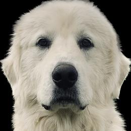Great Pyrenees from Burton Mini Farm LLC