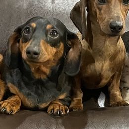 Dachshunds from Half Pint Doxies