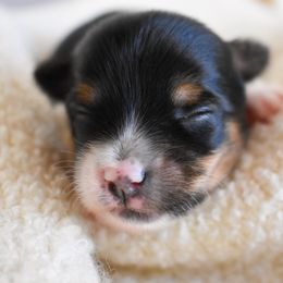 Ivelisse - Parti female Yorkshire Terrier puppy in California from Skyridge Puppies