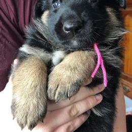 German Shepherd Puppies from Peakes Brook Shepherds