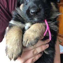 German Shepherd Puppies from Peakes Brook Shepherds