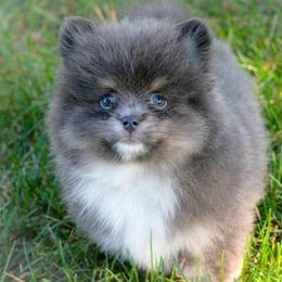 Beans-blue and tan - Blue and tan male Pomeranian puppy in Bremen, Indiana from AMS Pomeranians and Pomskies in Indiana