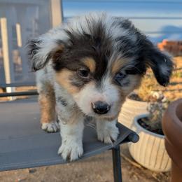 Rocky Road - Blue merle male Miniature American Shepherd puppy in Keizer, Oregon from CG Mini Shepherds