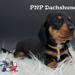Miss Maddie - Black and tan female Dachshund puppy in Ben Wheeler, Texas from P&P Dachshunds