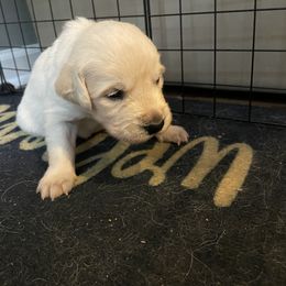 Golden Retriever Puppies from English Cream Goldens in Georgia