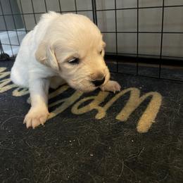 Golden Retriever Puppies from English Cream Goldens in Georgia