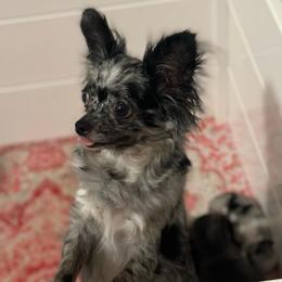 Val - Chihuahua