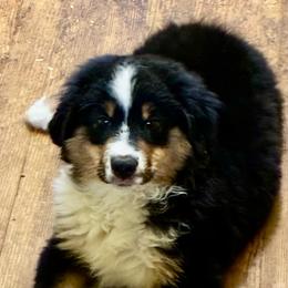 Joni - Black tri male Miniature American Shepherd puppy in Harmony, North Carolina from Carolina Pride Miniature American Shepherds