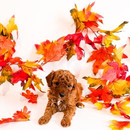 Ms Red - Red  female Goldendoodle puppy in Kissimmee, Florida from Poodle Doodle Kennels