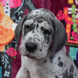 Green Collar Blue Merle Female - Merlequin female Great Dane puppy in Alvarado, Texas from Texas Blue Danes