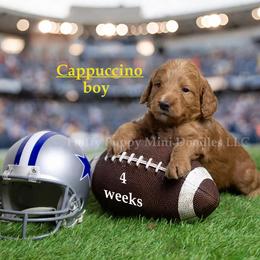 Cappuccino  YELLOW COLLAR  Boy 3500 - Red  male Goldendoodle puppy in Corona, California from Fluffy Puppy Mini Doodles LLC